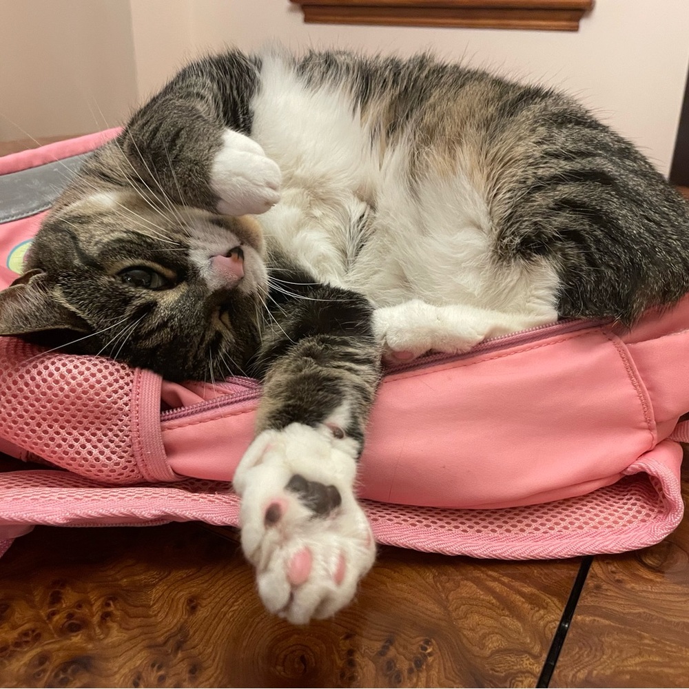 💔🐾🐾🐾💔RIP Clara💔🐾🐾🐾💔 - Picture 8 of 11